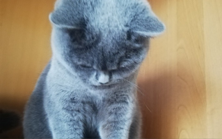 Zbiórka wymarzone drapaczku dla kitku - zdjęcie główne