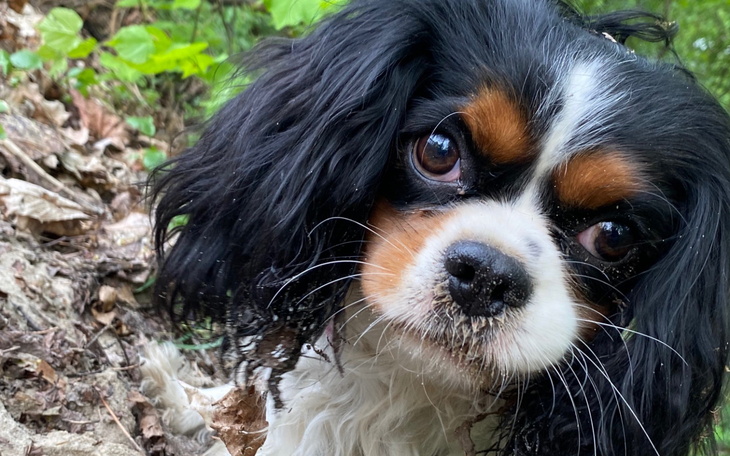 Cavalier King Charles Spaniel z brudnym pyszczkiem w zielonym otoczeniu.
