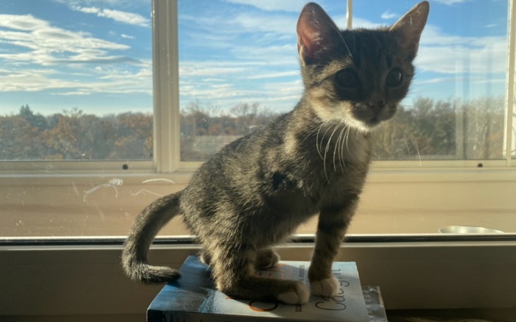 Zbiórka Chora Łapka potrzebuje pomocy - zdjęcie główne