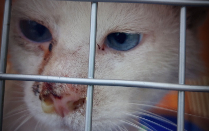 Biały kot z niebieskimi oczami w klatce.