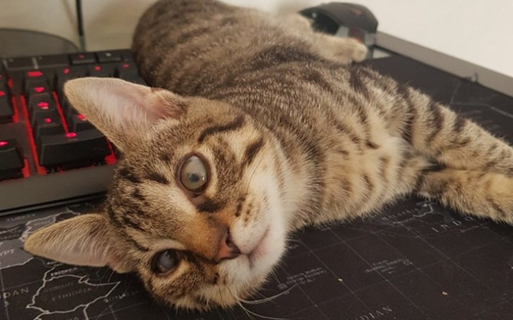 Zbiórka pomóżmy arbuzikowi uratować oko, - zdjęcie główne