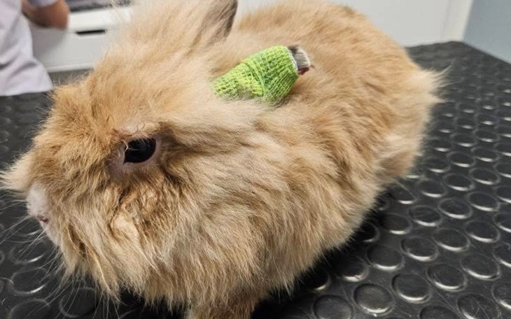 Rudy królik z opatrunkiem na plecach.