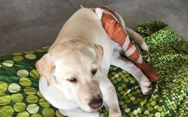 Zbiórka Operacja nóżki Fada - zdjęcie główne