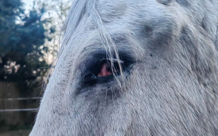 Zbliżenie na oko szarego konia w naturalnym świetle.