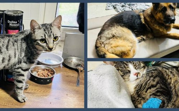 Zwierzęta domowe: kot i pies, w przytulnym otoczeniu.