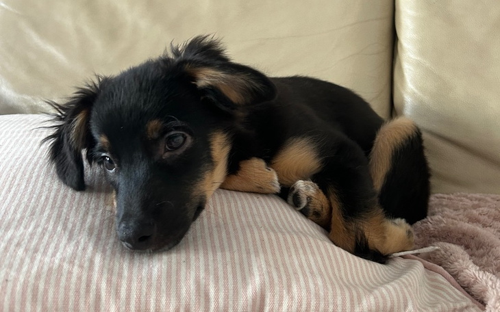 Zbiórka Operacja i rehabilitacja Rysia - zdjęcie główne