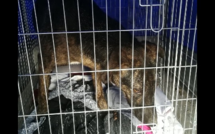 Zbiórka Sunia wyrwana z piekla. Pomoz - zdjęcie główne