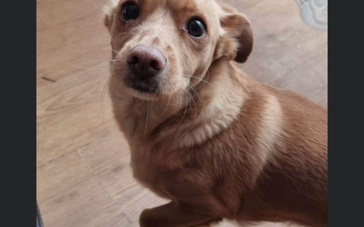 Zbiórka Wspólnie dajmy Aszi dom - zdjęcie główne