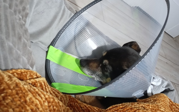 Pies w kołnierzu ochronnym, odpoczywający na kanapie.