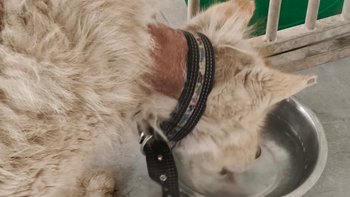 Zbiórka Prima aprillisowy (nie) żart.. - miniaturka zdjęcia