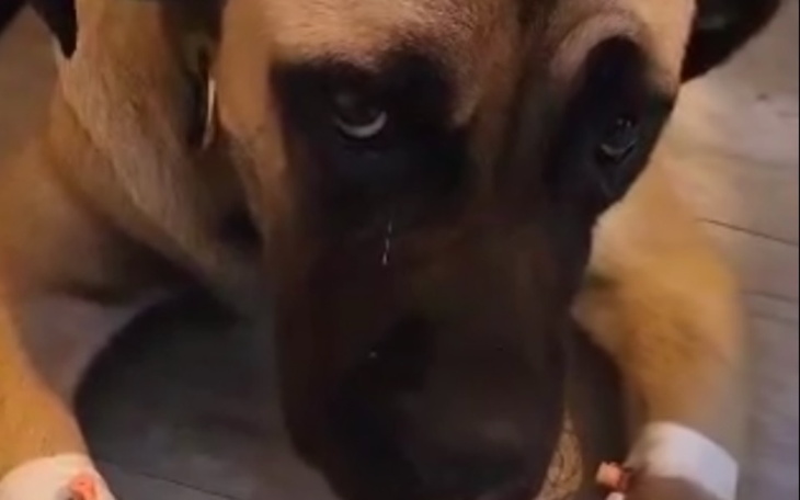 Zbiórka Ragnar walczy z parwowirozą - zdjęcie główne