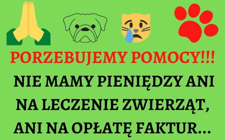 Zbiórka Faktury za leczenie zwierzaków - zdjęcie główne