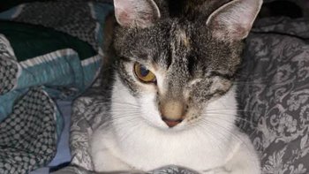 Zbiórka Pomoc w opłaceniu faktury za Azy - miniaturka zdjęcia