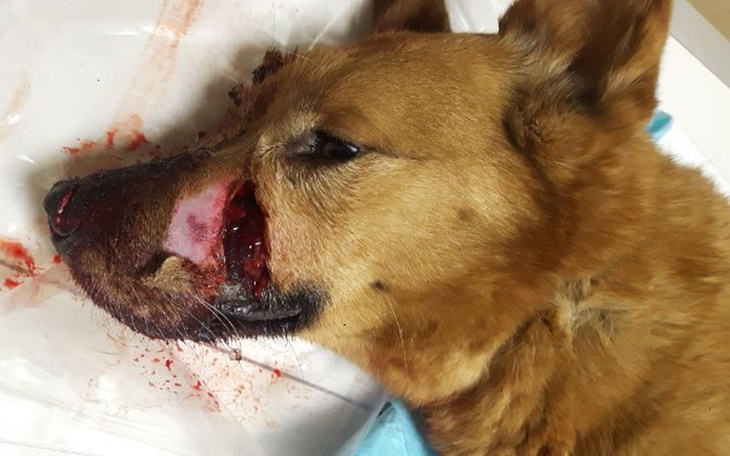 Zbiórka Surma cierpi - walczy o zdrowie - zdjęcie główne