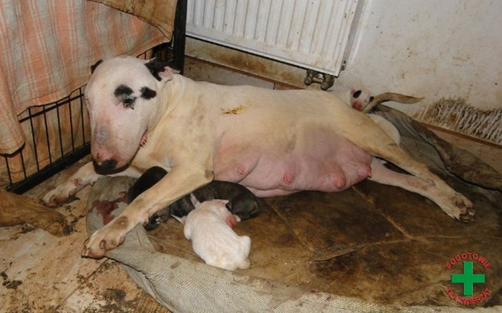 Zbiórka Makabryczna "fabryka Zwierząt" - zdjęcie główne