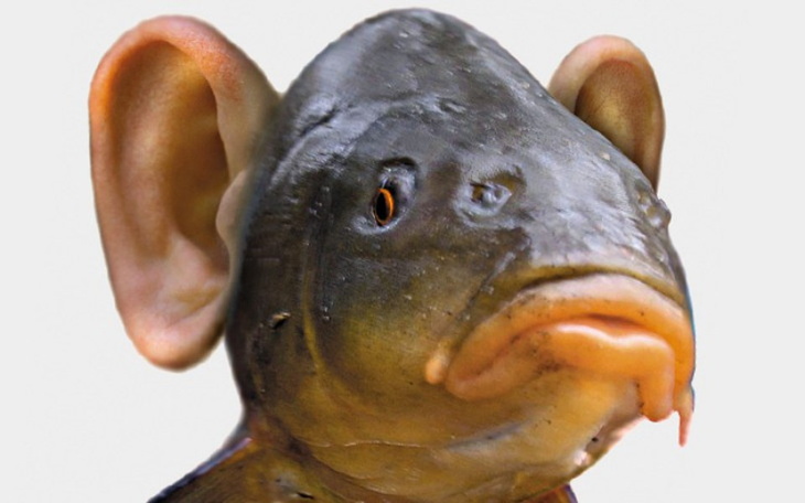 Zbiórka Wespżyj rybouchów - zdjęcie główne