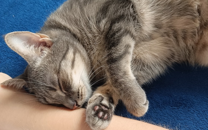 Kot śpiący na ręce właściciela, spokojny i zrelaksowany.