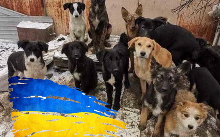 Zbiórka Zwierzęta potrzebują pomocy - zdjęcie główne