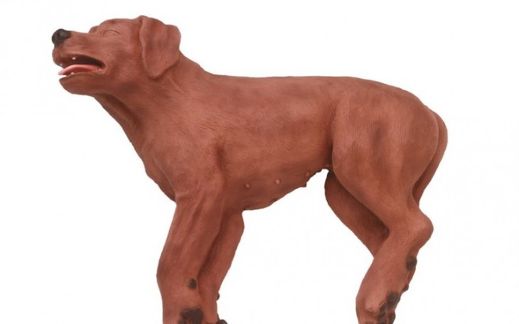 Zbiórka Pierwsza pomoc dla zwierząt - zdjęcie główne