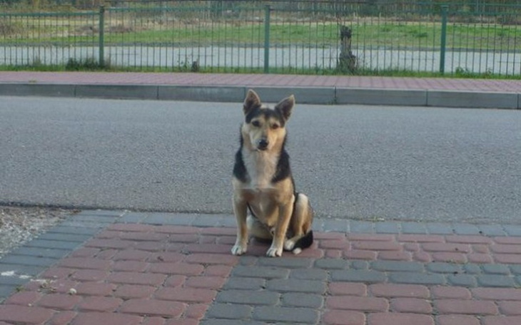 Zbiórka Mazurek -rasy polski bezdomny. - zdjęcie główne