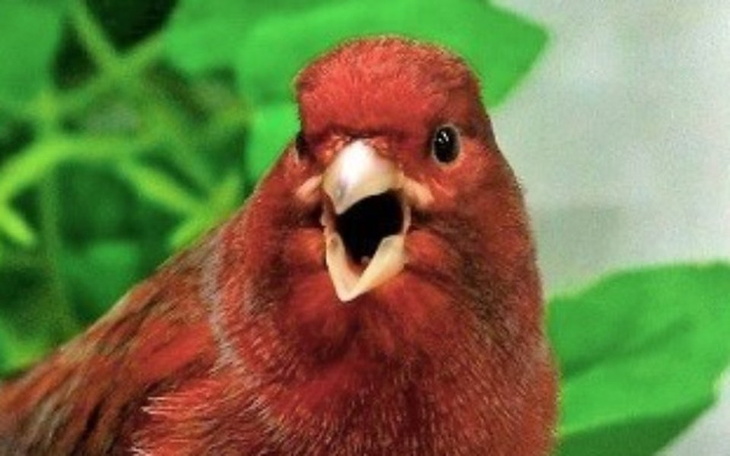 Zbiórka Utrzymanie forum Kanarki.net.pl - zdjęcie główne