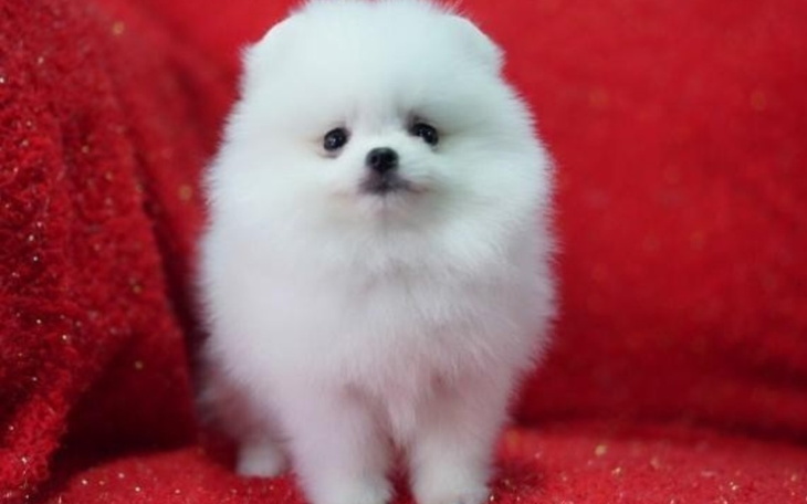 Zbiórka Pomóżcie zbieram na psa proszę - zdjęcie główne