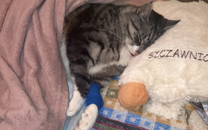 Zbiórka Zbiórka dla kotka Felusia - zdjęcie główne
