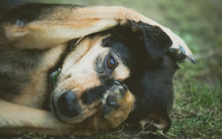 Pies leżący na ziemi, z rękami zakrytymi na twarzy.