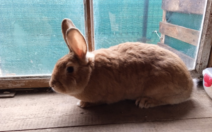 Zbiórka Na garaż dla królików - zdjęcie główne