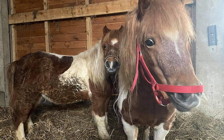Zbiórka LadyGaga ,skazane na śmierć - zdjęcie główne