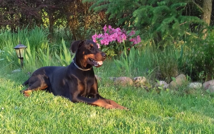Pies rasy doberman leżący na trawie w ogrodzie.
