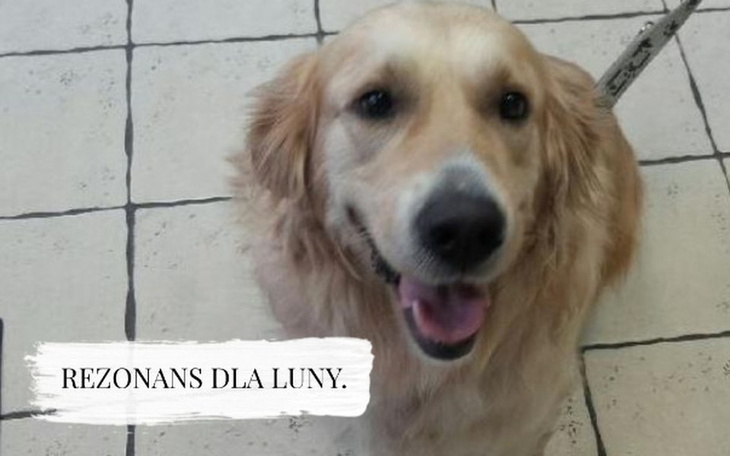 Zbiórka Rezonans dla Luny. - zdjęcie główne