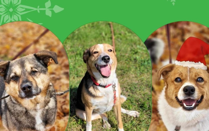 Zbiórka Pomagamy Zwierzętom Kołobrzegu - zdjęcie główne