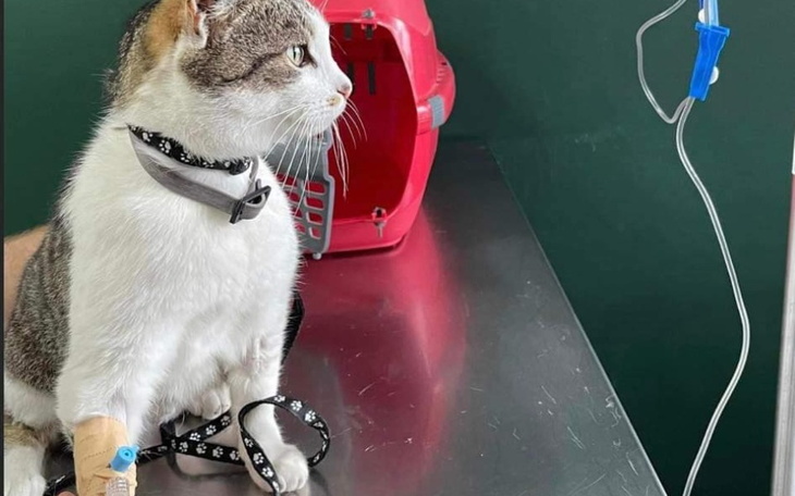 Zbiórka Leczenie trzustki i nerek kotka - zdjęcie główne