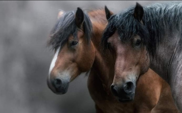 Zbiórka Dom dla Koni w Rozpieszczalni - zdjęcie główne