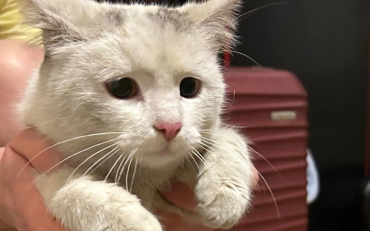 Biały kot trzymany na rękach, z wyrazem smutku na twarzy.