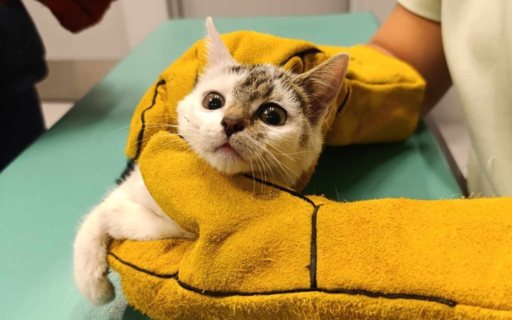 Zbiórka Amputacja łapki u Milki - zdjęcie główne