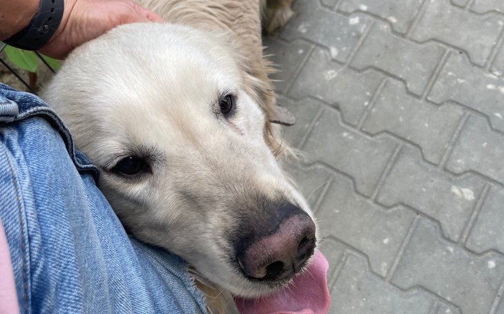 Złoty retriever przytulający się do właściciela na ulicy.