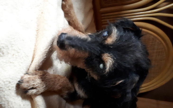 Zbiórka Ślepek lecznicę jaskry - zdjęcie główne