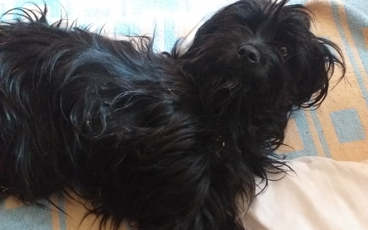 Zbiórka Operacja szczeniaka - zdjęcie główne