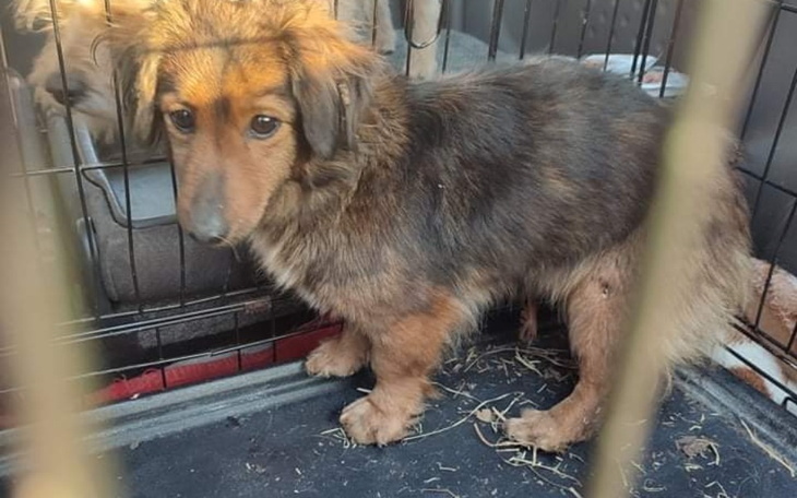 Zbiórka Polskie psy też muszą jeść. - zdjęcie główne