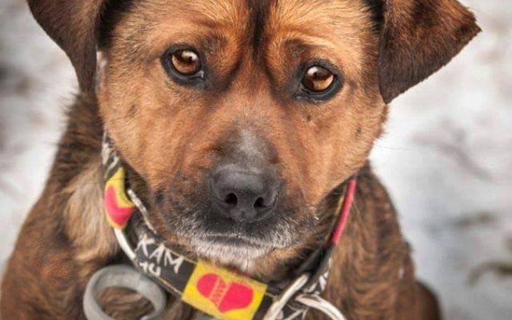 Pies z brązowym futrem patrzy w obiektyw.