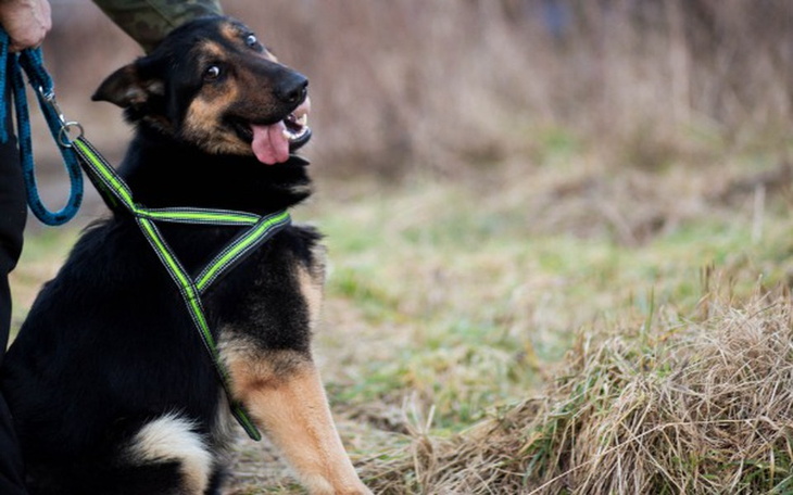 Zbiórka Chore jelita Virgo - zdjęcie główne