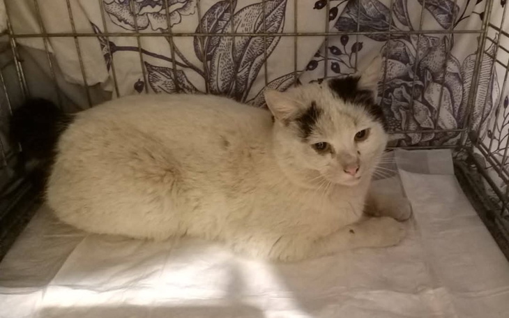 Biały kot leżący w klatce, z wyrazem spokoju.