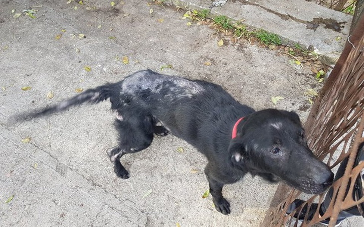 Zbiórka Zbiórka dla uratowanego Reksa - zdjęcie główne