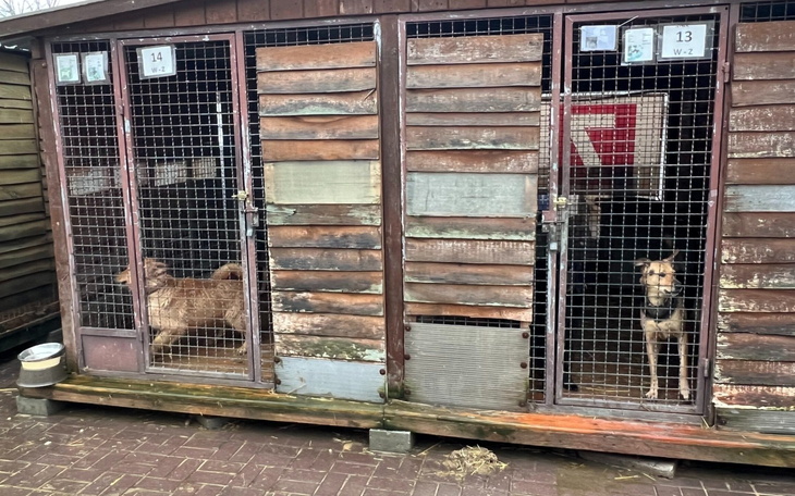 Dwa psy w klatkach, czekające na adopcję.