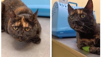 Zbiórka Prosimy o grosiki na żwirek - miniaturka zdjęcia