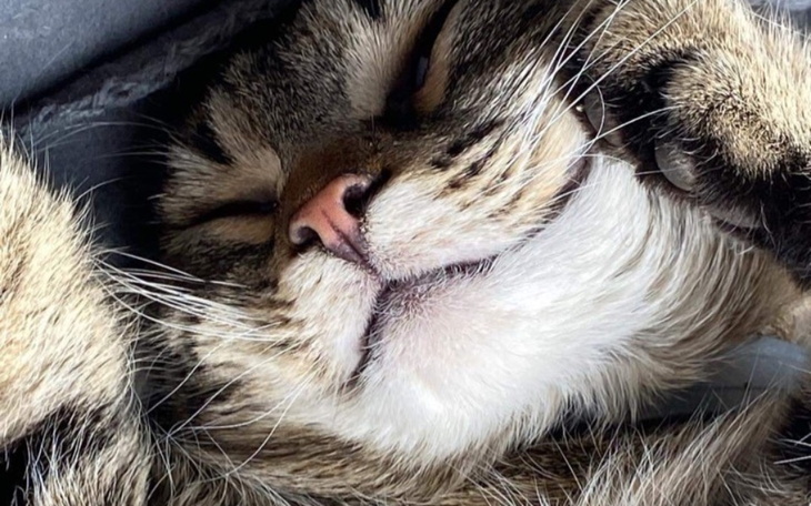 Zbiórka na najlepszy dzień dla mamy - zdjęcie główne