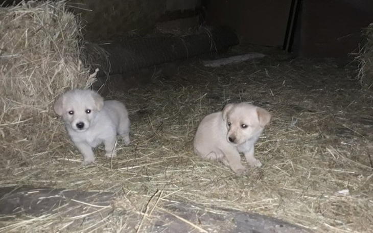 Zbiórka Na pomoc szczeniakom ze stodoły - zdjęcie główne