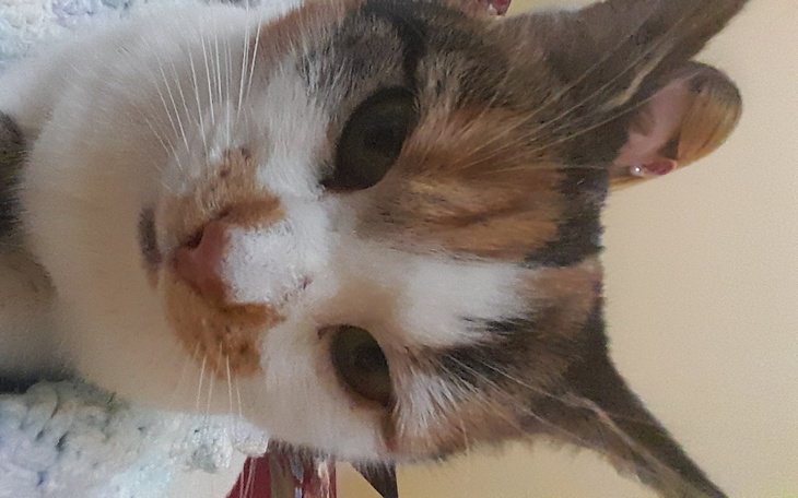 Zbiórka Dokarmianie kota sprzed domu - zdjęcie główne